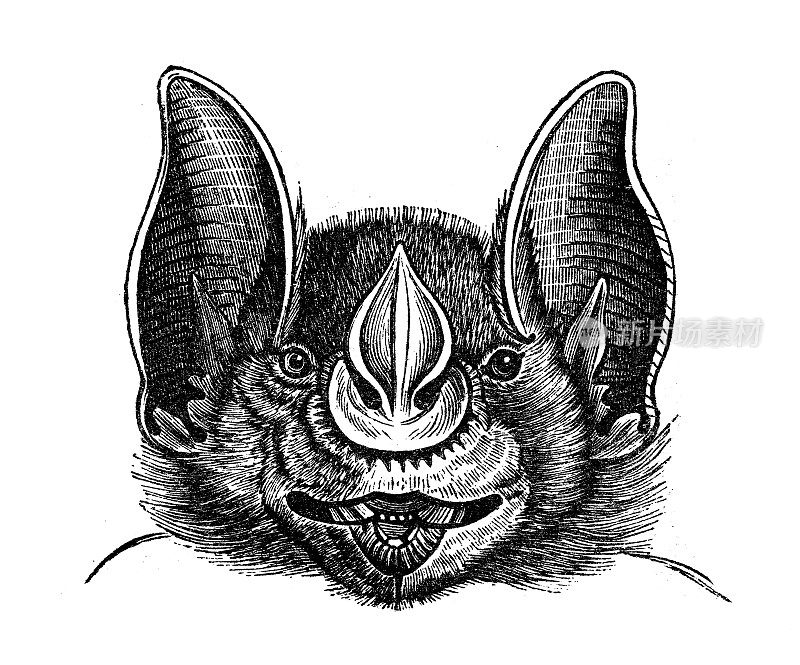 古董动物插图:大矛鼻蝠(Phyllostomus hastatus)